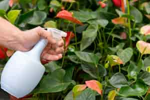 Free photo close-up spraying plants with water bottle