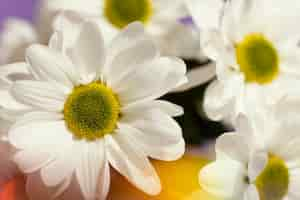 Free photo close-up of spring daisies