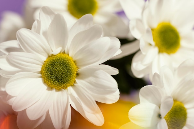 Close-up of spring daisies