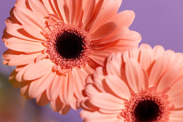 Close-up of spring gerbera flowers