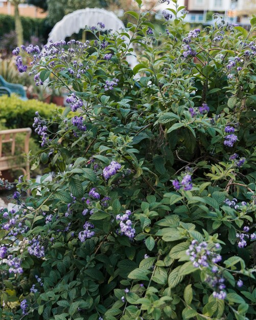 春のラベンダーの花植物の庭のクローズアップ