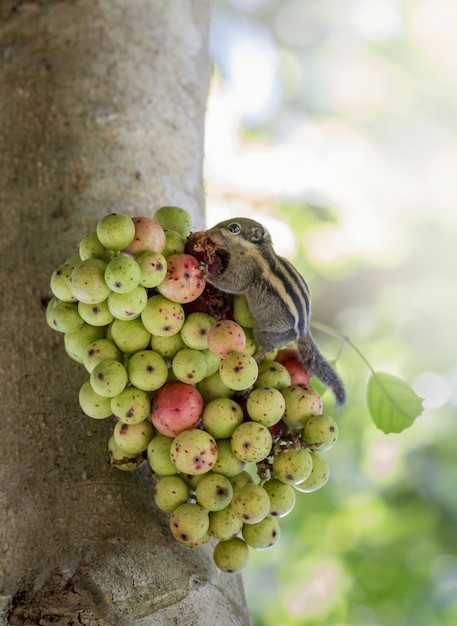나무에 과일을 먹는 다람쥐의 클로즈업