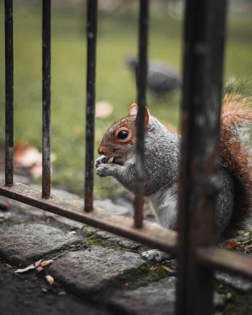 Close-up of a squirrel eating