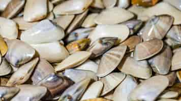 Free photo close-up of stack of clams