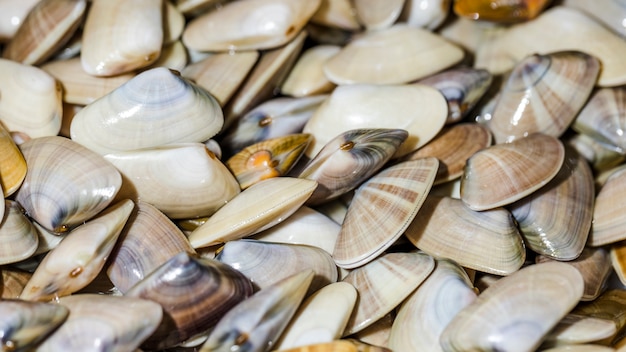 Close-up of stack of clams