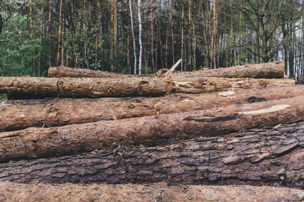 Close-up of stacked logs