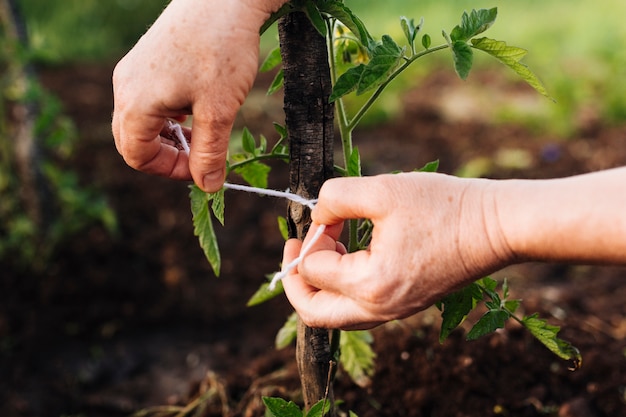 Close up staking a plant