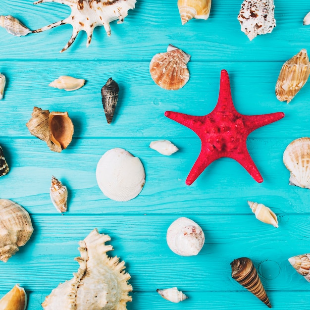 Close-up starfish amidst seashells