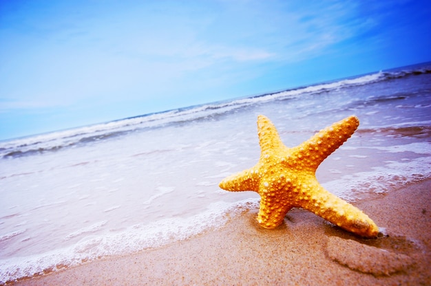 Close-up of starfish on the beach