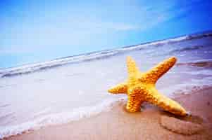 Foto gratuita close-up della stella marina sulla spiaggia