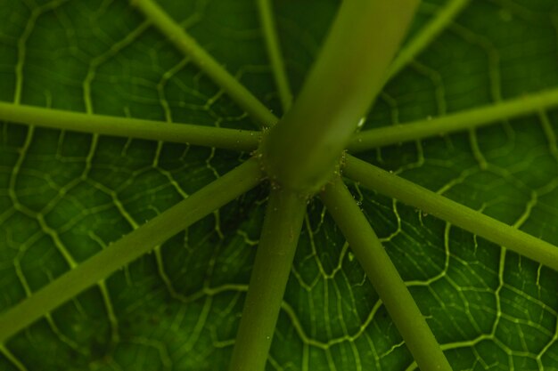 Close-up stem and leaf