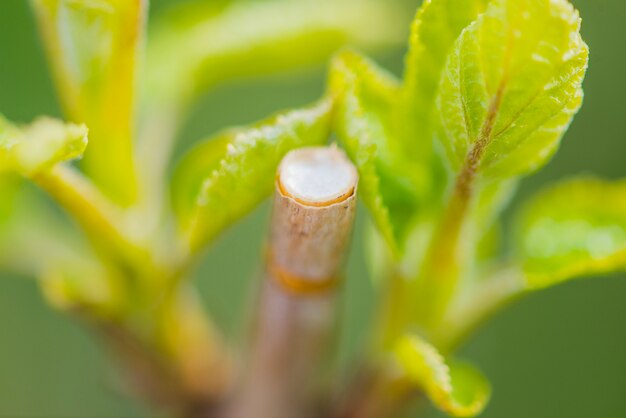 Close-up of stem