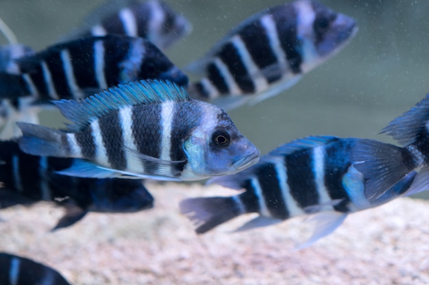 Close-up of striped fishes