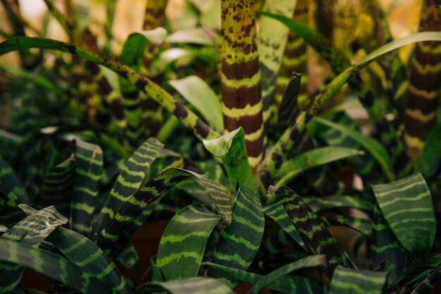 식물원에 식물의 줄무늬 녹색 잎의 근접