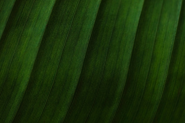 Close-up stripes on palm leaf