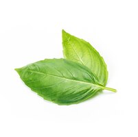 Free photo close up studio shot of fresh green basil herb leaves isolated on white background. sweet genovese basil
