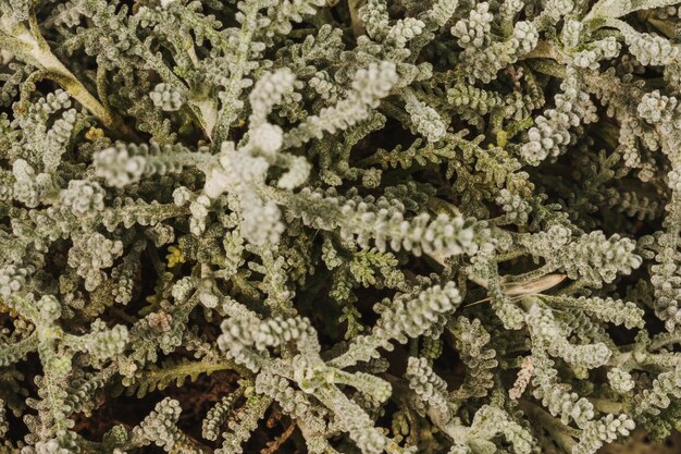 Close-up of stunning plant leaves