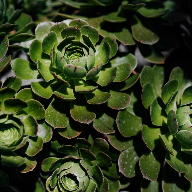 多種のサボテン植物の背景のクローズアップ