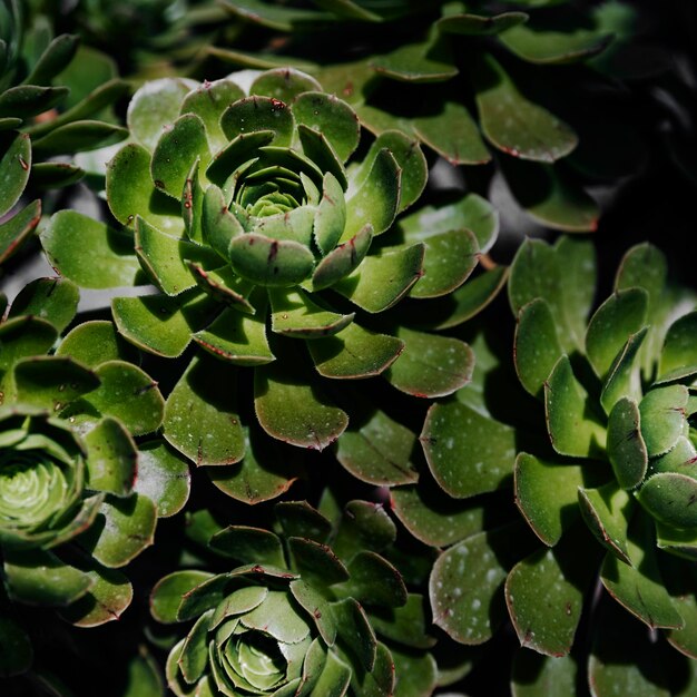 Close-up of succulent cactus plant background
