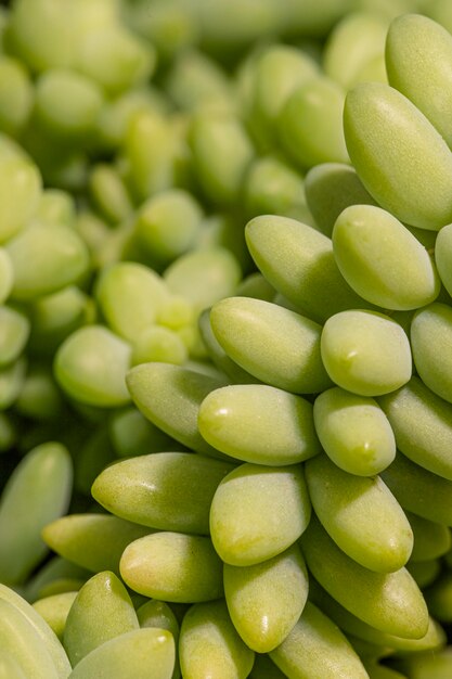 Close-up of succulent plant leaves