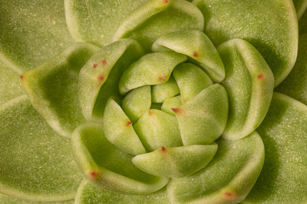 Close-up of succulent plant