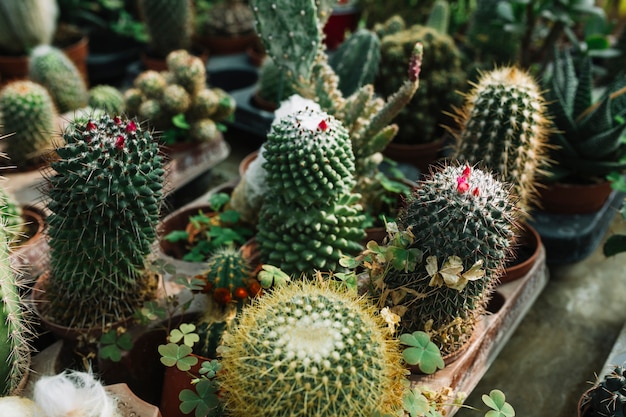 Primo piano della pianta succulente che cresce in serra