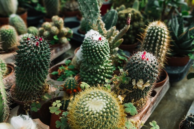 Close-up of succulent plants growing in greenhouse