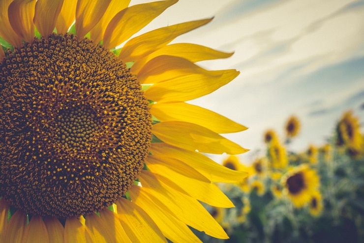 Free Photo close up sunflower