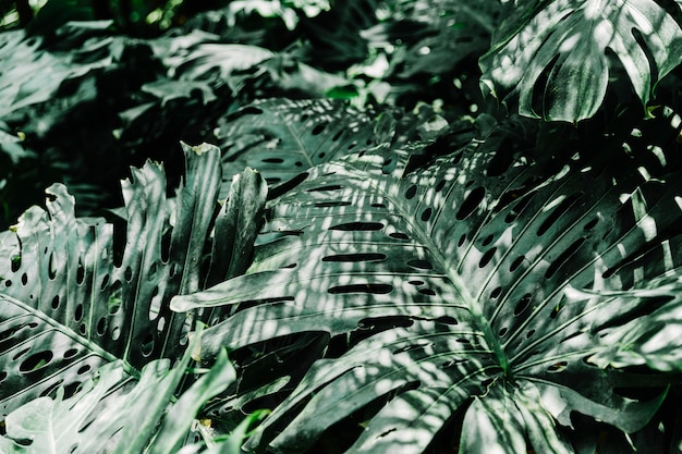 Close-up Sunlight on Green Spilt Leaves