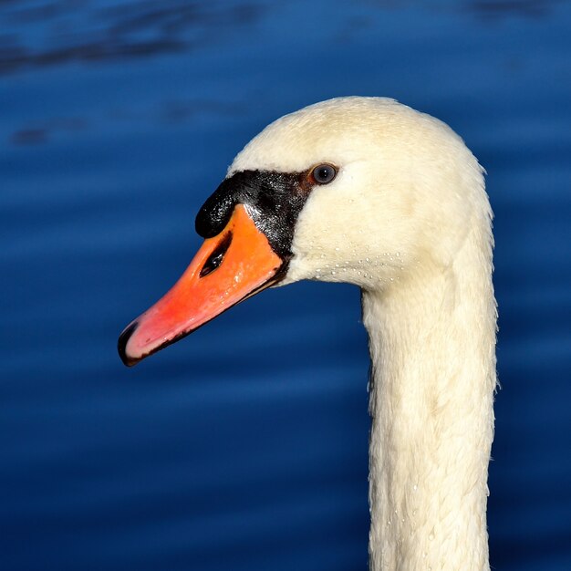 "Close-up swan head"