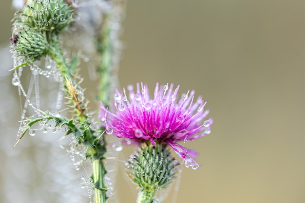 Foto gratuita primo piano di un fiore di cardo in una ragnatela nella rugiada del mattino.