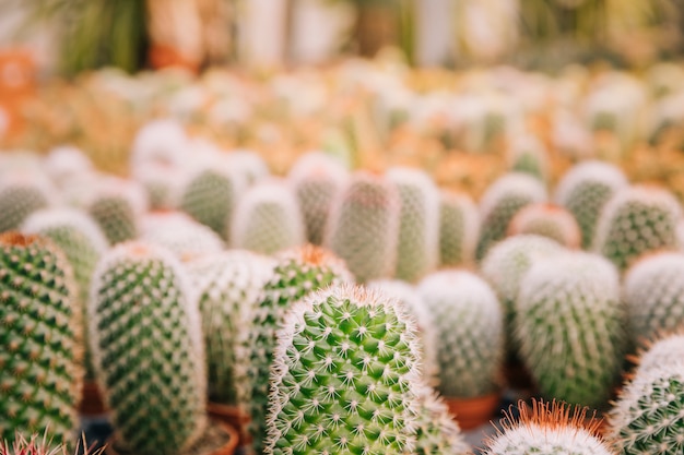 Close-up thorns of cactus