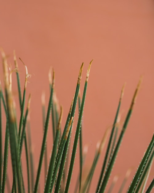 Close-up of thorny spikes at the corners of the leaves