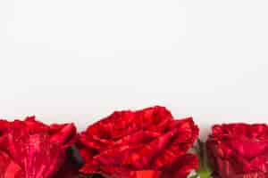 Free photo close-up of three red roses on the bottom of white background