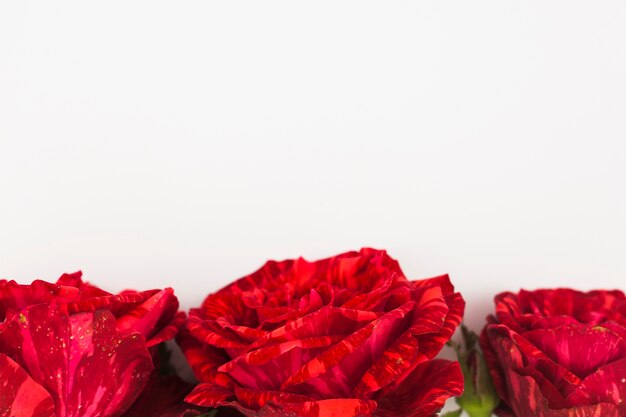 Close-up of three red roses on the bottom of white background