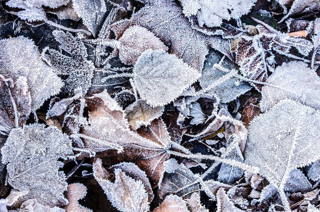 氷の結晶で覆われた落ち葉の上面図をクローズアップ