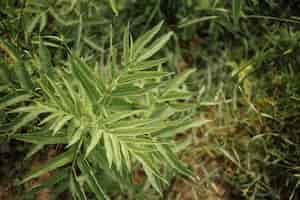 Free photo close-up top view grassland plant