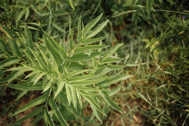 Close-up top view grassland plant