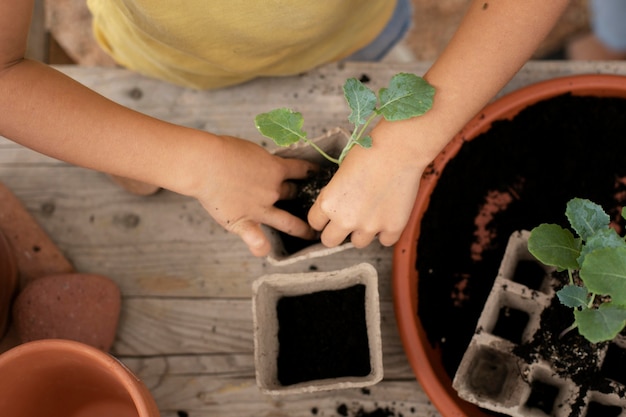 Close up on transplanting process of plants