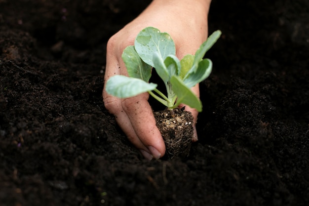 Close up on transplanting process of plants