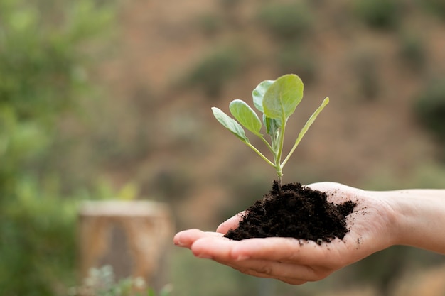 Close up on transplanting process of plants