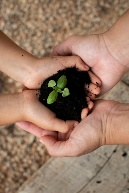 Close up on transplanting process of plants