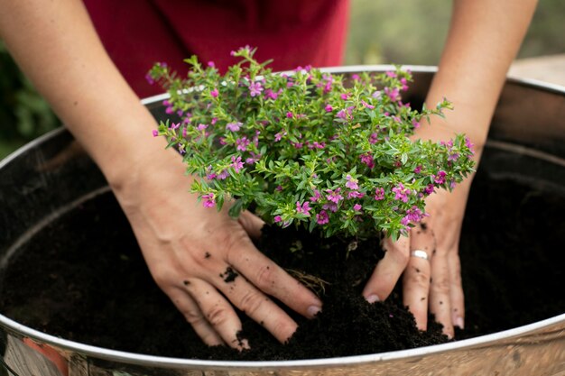 Close up on transplanting process of plants