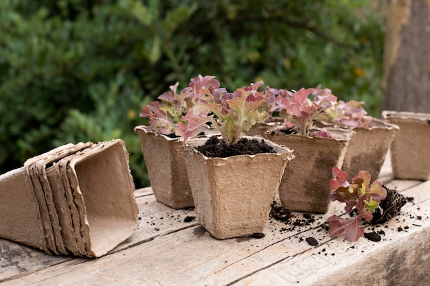 Close up on transplanting process of plants