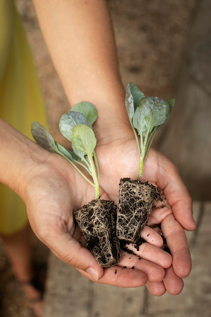 Close up on transplanting process of plants