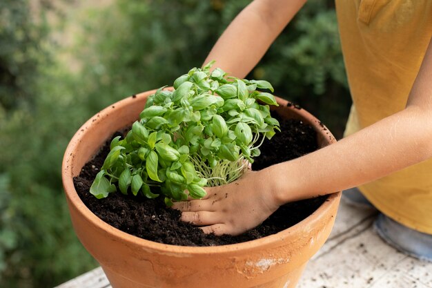 植物の移植プロセスのクローズアップ