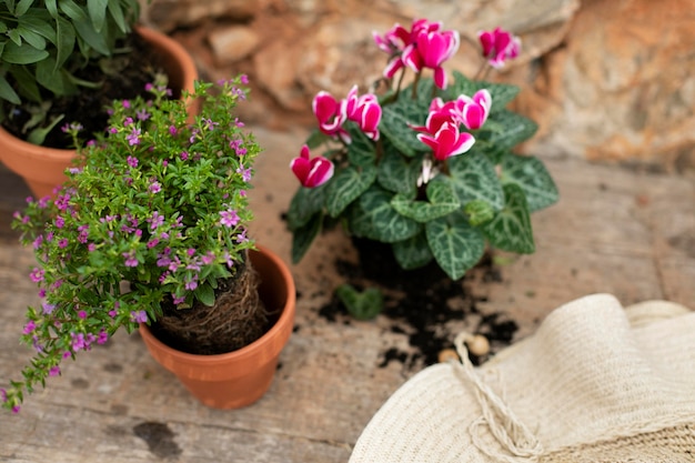 Close up on transplanting process of plants