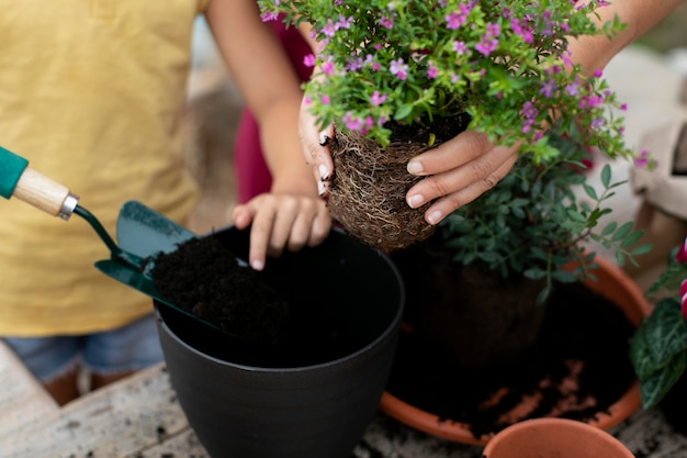 植物の移植プロセスのクローズアップ