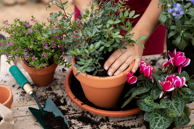 植物の移植プロセスのクローズアップ