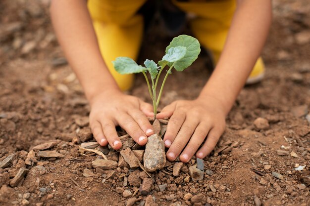 Close up on transplanting process of plants